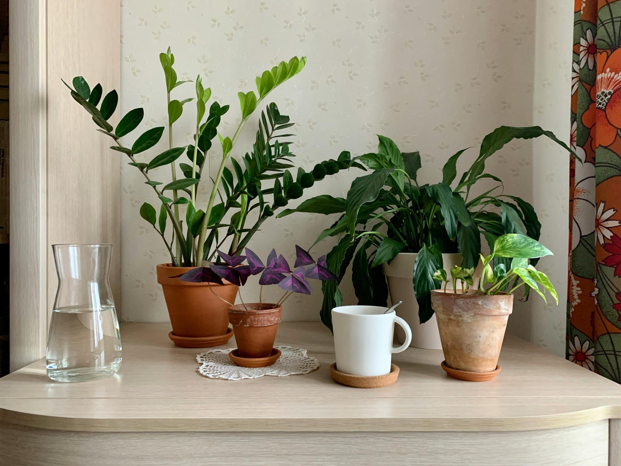 Best Indoor Air Purifying Plants for a Healthier and Fresher Home