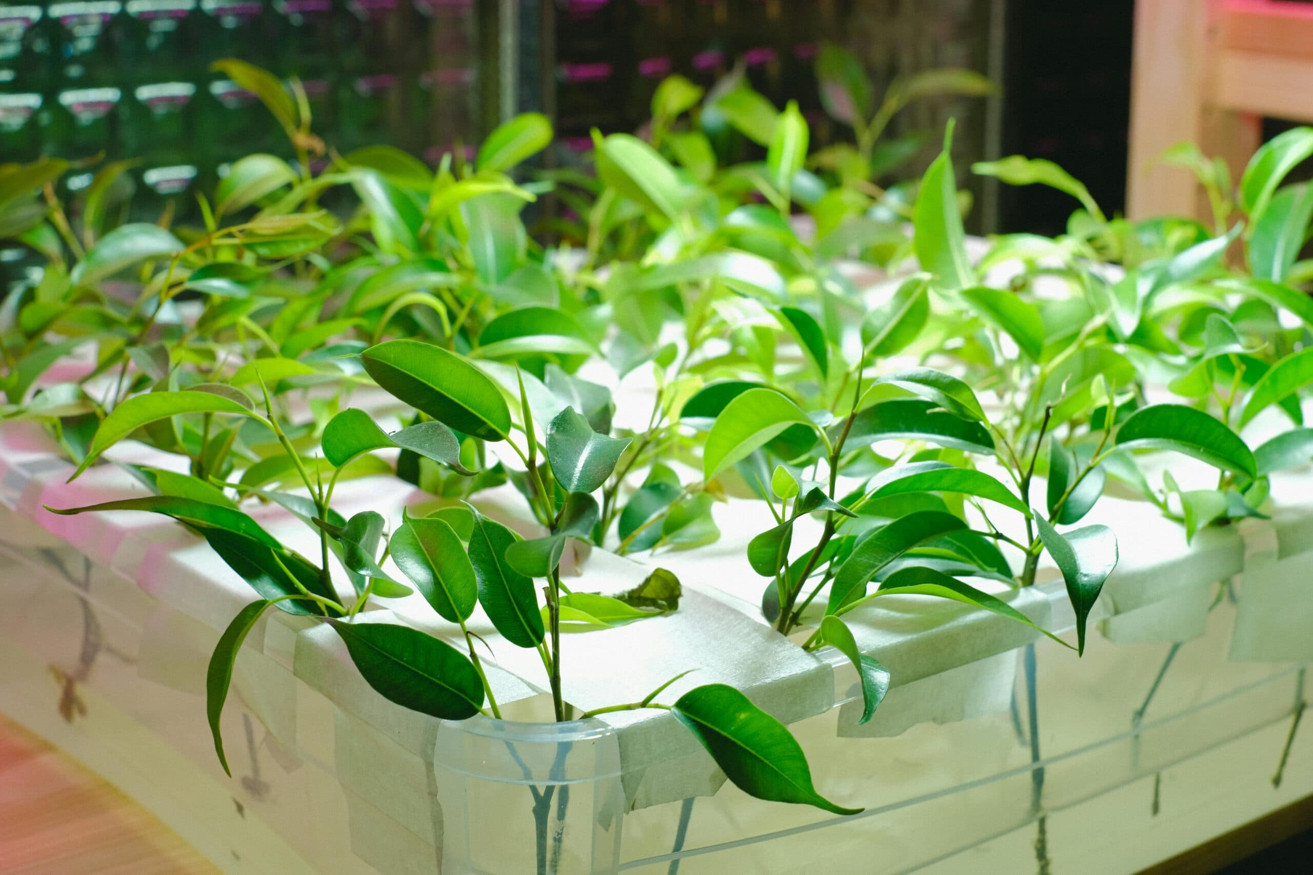 Automated Hydroponic Systems: The Future of Smart and Sustainable Farming